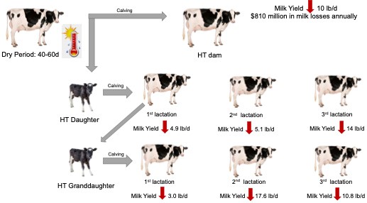 Effects Of Heat Stress On Dairy Cattle